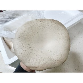 산지직송 무농약 설원버섯 특상품 1등급 명절용 선물용 600g 1kg, 1박스