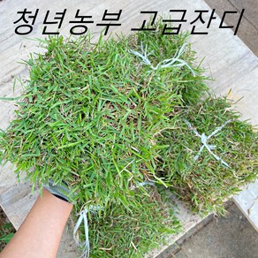 청년농부 고급 한국잔디 18x18cm / 40x60cm 롤잔디 조경잔디 산소잔디 잔디심기 천연잔디