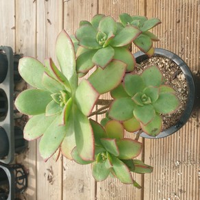 [수암다육] 까라솔 랜덤발송 Aeonium hawothii 'Kiwi' 랜덤발송 다육 다육이 다육식물 326, 1개