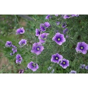 솔잎도라지-렘베르기아 10cm화분묘 (모종3개묶음) 노지월동다년초 여름장기개화 [꽃심야생화], 3개