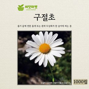 다농 구절초 씨앗 1000립, 1개