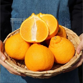 [오블리마켓] 당도선별 제주 고당도 한라봉 제주직송, 1박스, 선물용 3kg(중대과/11과 내외)