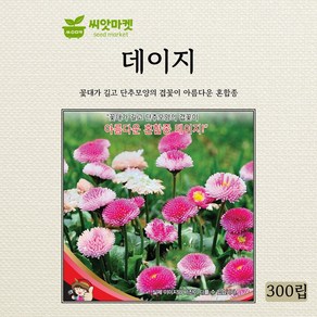 세계종묘 데이지 씨앗 300립, 1개