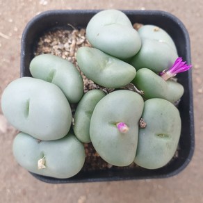 [수암다육] 코노피튬 페어소니 대형 랜덤발송 Conophytum peasonii 랜덤발송 다육 다육이 다육식물 577 피어소니, 1개