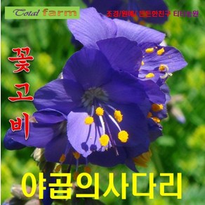 (꽃씨) 꽃고비 블루 (야곱의사다리) 20립, 1개