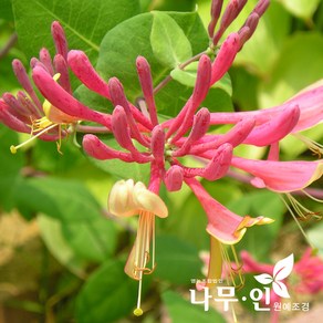 [나무인] 붉은인동덩굴 개화주, 1개