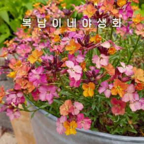 에리시뭄 콘스탄트 치어 [1개 복남이네야생화 모종 eysimum], 1개
