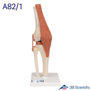 3B Scientific 인체모형 A82/1 고급형 슬관절모형 유연한 무릎관절과 인대