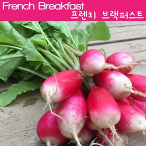 래디시키우기 프렌치 브랙퍼스트 Fench Beakfast Radish 학습용자료