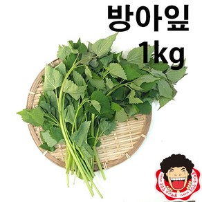 똘박이 방아잎(1kg)