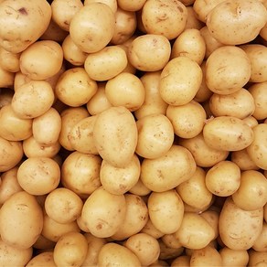 산지직송 포슬포슬 국내산 햇 수미감자, 1박스, (중)2kg