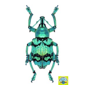(Eupholus chevolati) 체부롤라티바구미 [P-2-32] 곤충표본, 20~30mm 내외, 1개