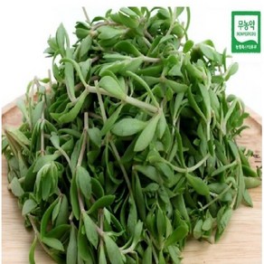 [이벤트 할인] BRM연구소 무농약 돗나물 800g 돌나물 돋나물 돈나물, 1개