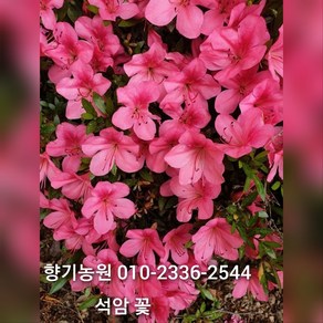 철쭉 묘목20주(영산홍 자산홍 백철) 30~40cm가량판매, 20개