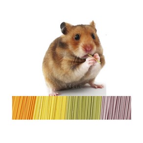 무염 수제국수 호박맛 햄스터 간식, 50g, 1개