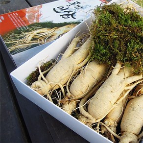 [풍기인삼] 6년근 인삼 수삼 한채, 원수삼(소) 750g(14~18뿌리), 1박스
