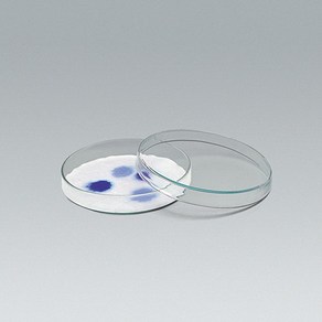 (사이언샵)페트리접시(샬레/유리)150mm