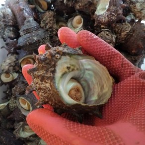 통영 자연산 비단가리비 외 해물고르기, 1개, 뿔소라1kg