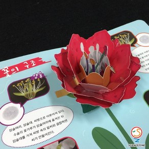 사이언스존 [뜯어보는 꽃-꽃의 구조 5인용] 과학실험 과학교구 과학실험키트 STEAM 학습교구