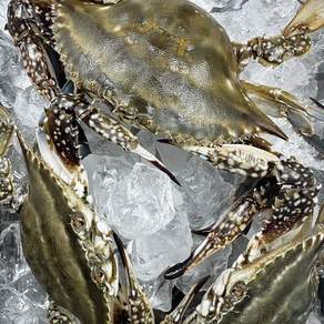 [당일조업] 연평도 당일경매 급냉 발송 암꽃게 숫꽃게 1kg, 1개, 4.급냉 숫꽃게 1kg 소(4-6미)