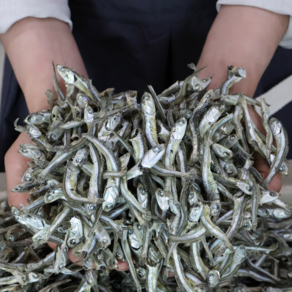 [100% 국내산] 청정해역에서 잡은 안주/조림/볶음용 해날 최상급 햇 중멸치 1.5kg, 1개