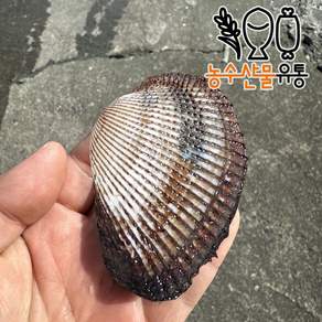 벌교 꼬막 피꼬막 피조개 당일조업 산지직송 특대 왕꼬막, 벌교 피꼬막, 1개, 5kg