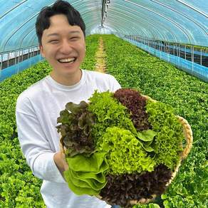 농장스 모듬 쌈 채소 유러피안 샐러드 유럽 상추, 1개, 200g