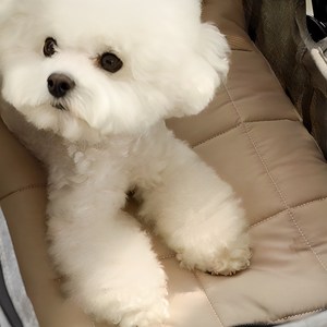 아망떼 알러지케어 다용도 방석 강아지용품, Mocha, 1개