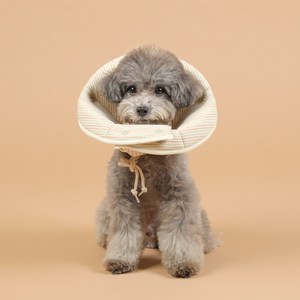 개놀자 펜타곤 넥카라 오트밀 S, 52g, 1개