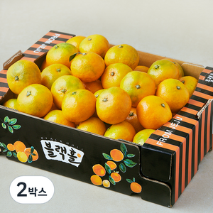 블랙홀 타이벡 재배 11bix 감귤, 2박스, 3kg(로열과)