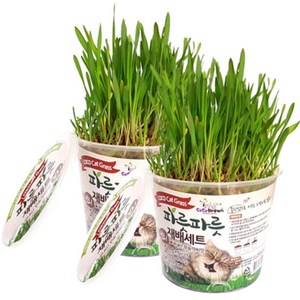 코코브라운 파릇파릇 캣그라스 재배세트, 보리, 2개