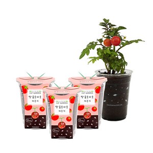 틔움세상 컵가든 식물 키우기세트, 방울토마토