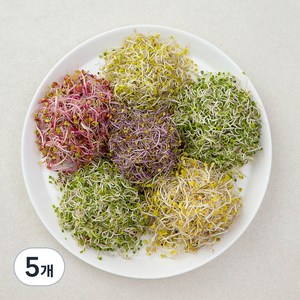 모둠새싹, 500g, 5개