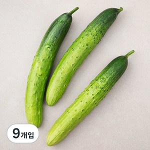 국내산 친환경 오이, 3개입, 3개