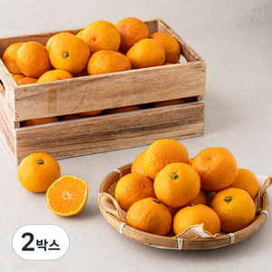 귤로장생 GAP 인증 당도선별 감귤 랜덤과, 10kg(랜덤과), 2박스