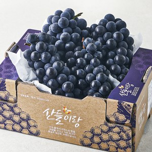 산들이랑 캠벨 포도 3~5수, 1kg, 1개