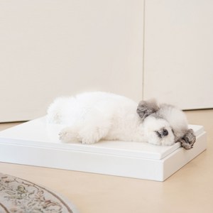 대리석아빠 반려동물 대리석 쿨매트 세트, 랜덤발송, 1개