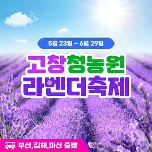 [고창] 부산출발 고창 청농원 라벤더축제 국내당일여행 / 부산신세계여행사