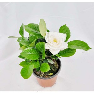 꽃치자나무 Gardenia jasminoides 향기로운꽃 봄꽃 인테리어 플랜테리어, 1개