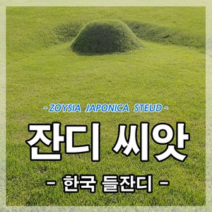 한국잔디씨앗20g(1.5평방미터용) 최근종자 잔디씨 산소 정원 공원 묘지 골프장용, 1개