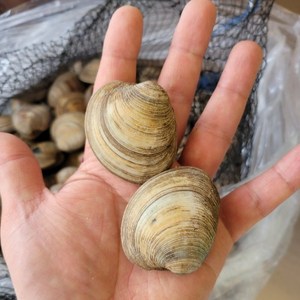 자연산 백생합 10kg, 1개