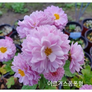 [플라워쇼룸] 국화모종 아르거스폼폰형연분홍 * 3포트 (9cm포트), 1개