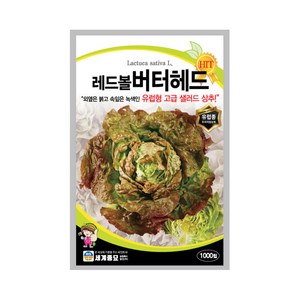 레드볼버터헤드 1000립 상추씨앗 고급샐러드, 1세트
