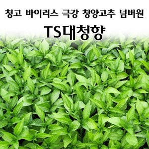 [모종심는아빠] 청고병 바이러스 극강 청양고추 넘버원 TS대청향고추모종, 3개