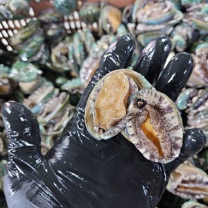 청정지역 완도 활 꼬마전복 깡 1kg 40-60미 전복회 구이 죽 라면, 1kg(40~60미), 1개
