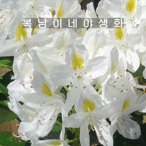 만병초 마담메종 [1포트 복남이네야생화 모종 화이트 로도덴드론 rhododendron], 1개