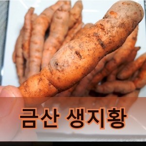 국내산 햇 생지황 (금산직거래) 600g, 1개