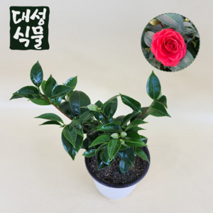 대성식물 붉은꽃 동백나무 동백꽃 키우기 중형, 1개