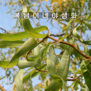 황금 용버들 [2포트 복남이네야생화 모종 곱슬버드나무 골든 샐릭스 셀릭스 salix], 2개