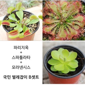 블룸 벌레잡이식물 국민3종 초보셋트 파리지옥 + 스파툴라타 + 모라넨시스 식충식물, 1세트